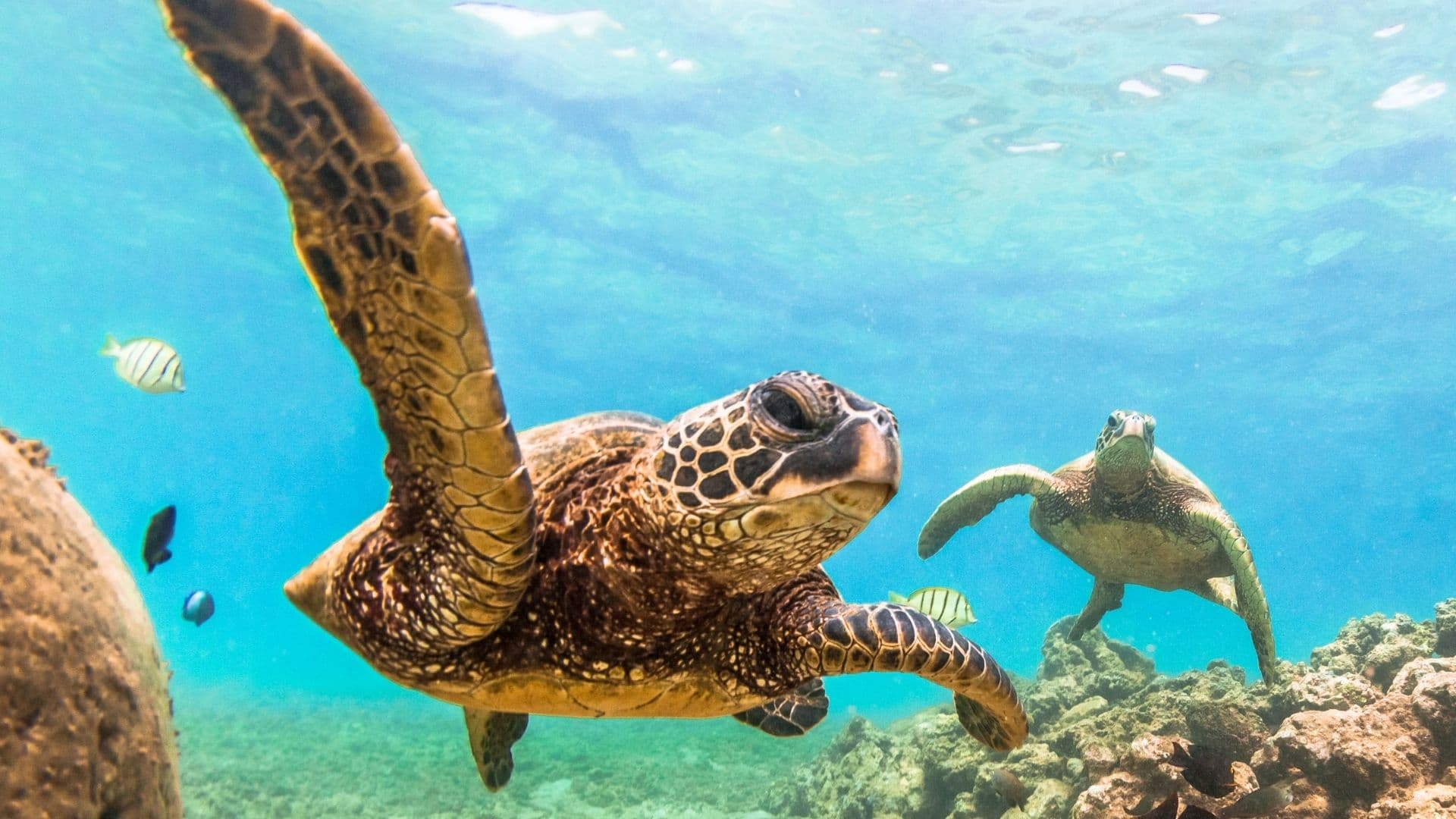 Sea turtle swimming in Hawaiian waters